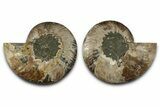 Cut & Polished Crystal-Filled Ammonite Fossil - Madagascar #359535-1